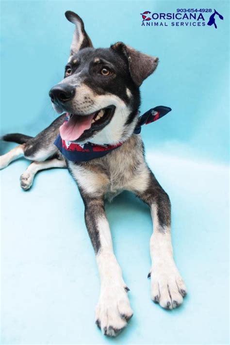 Pets for Adoption at Wylie Animal Shelter, in Wylie, TX .